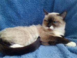 snowshoe-cat-10-300x225-1