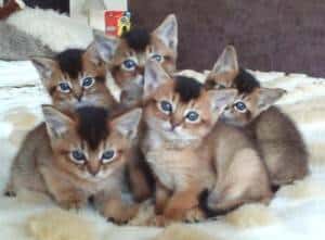 somali-cat-13-300x221-1