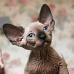 Канадский сфинкс (Canadian Sphynx)